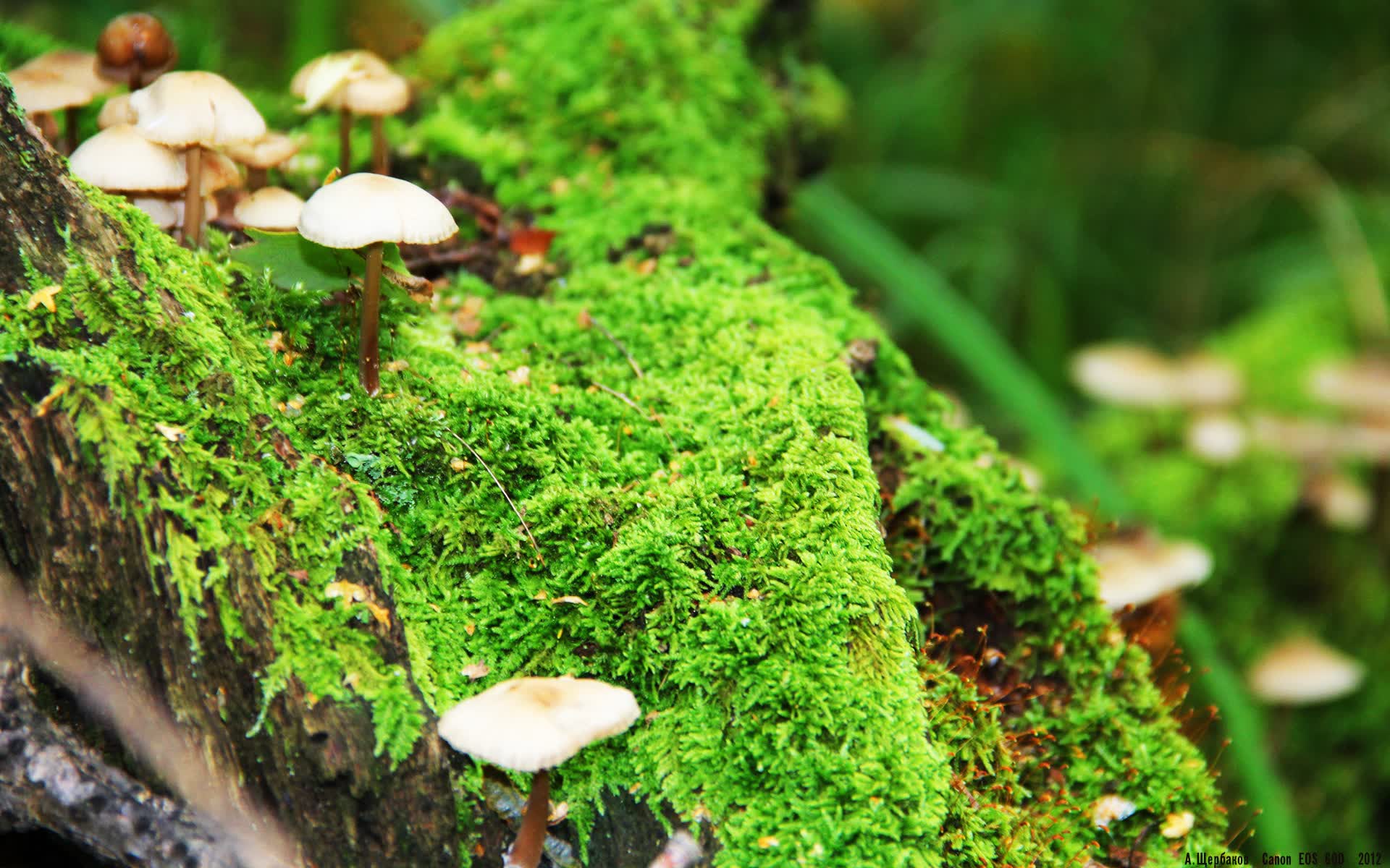 世界短跑线上对抗赛年度技术白皮书第十五版征求行业意见,世界短跑亚军